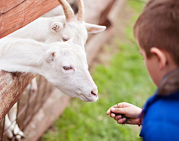 ristoranti per bambini Abruzzo

mangiare tipico Abruzzo con figli

dove mangiare sulla Costa dei Trabocchi con bambini

agriturismi con animali Abruzzo

esperienze culinarie Abruzzo famiglie

cucina tradizionale abruzzese per bambini

ristoranti vicino Sulmona per famiglie

locali con menù bambini in Abruzzo

trattorie autentiche in Abruzzo

dove andare a pranzo con i bambini in Abruzzo