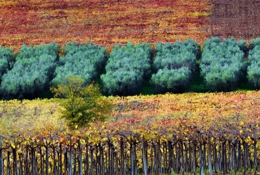 quando andare per il foliage in Abruzzo
luoghi più belli foliage Abruzzo
sagre autunnali Abruzzo 2025