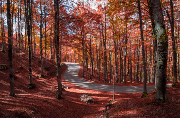 Foliage Abruzzo dove vederlo novembre
Passeggiate Gran Sasso 15 novembre
Terme Caramanico weekend relax
Sentieri Parco Nazionale Abruzzo facili
Mostre d'arte L'Aquila weekend
Spettacoli teatrali Pescara novembre
Visitare borghi Abruzzo interno novembre
Cosa fare a Rocca di Mezzo weekend
