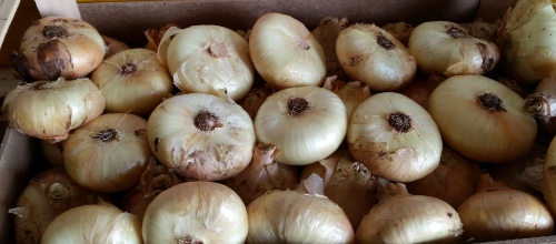 Sant'Antonio Abate Collelongo

Le Cuttore di Collelongo

Festa di Sant'Antonio Scanno (Le Torce)

Sant'Antonio Abate Villavallelonga

Lu Sant'Andonje (canti e rappresentazioni teatrali)

Benedizione degli animali Sant'Antonio Abruzzo

Panarda di Sant'Antonio

Festa del fuoco Abruzzo gennaio

Sagra dei Cicerocchi Collelongo